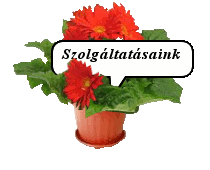 szolg�ltat�saink